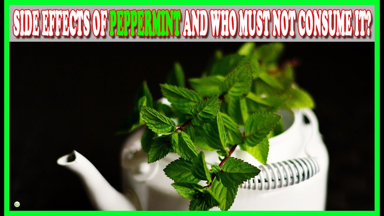 Side Effects Of Peppermint And Who Must Not Consume It? | Best Home Remedies