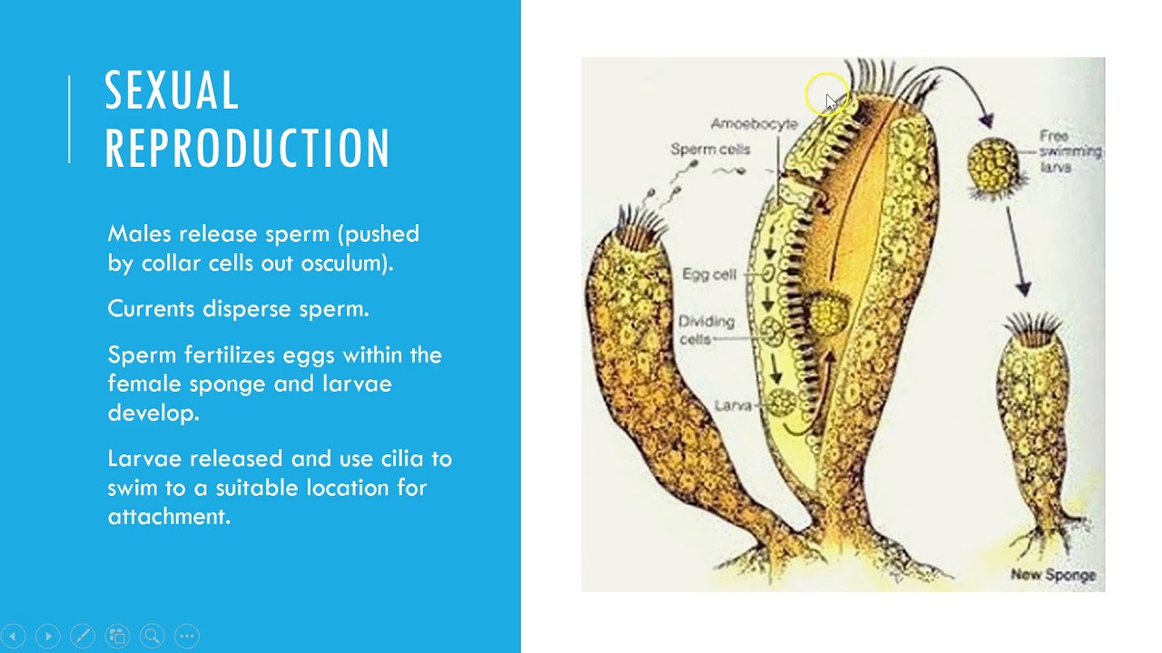 Sponge Reproduction