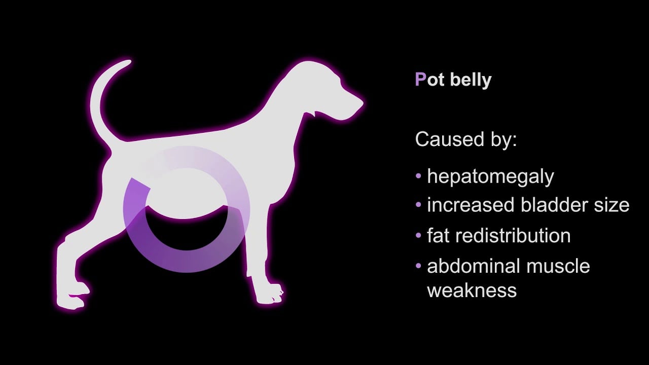 How to Recognise Cushing's Disease: P Disease
