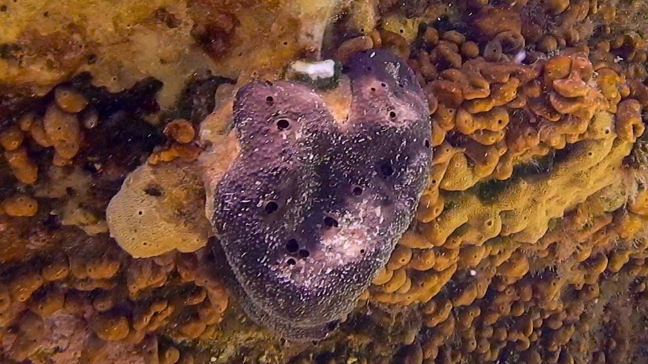 Schwämme (Chondrilla nucula)