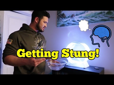 Do moon Jellyfish sting?