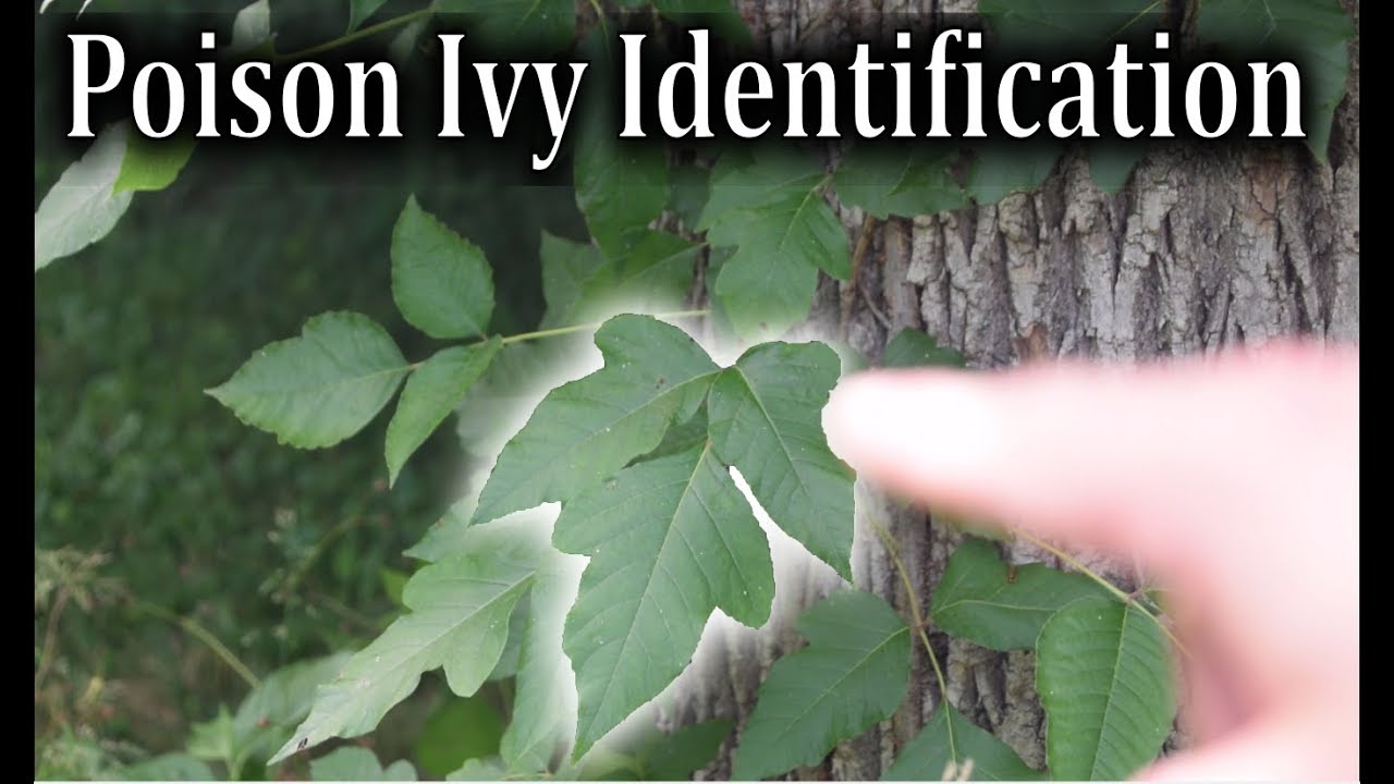 Poison Ivy Identification - How to Identify Poison Ivy Plants