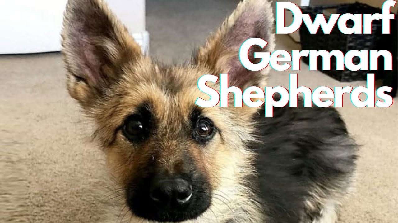 Dwarf German Shepherd: What Causes a GSD To Be Born With Dwarfism?