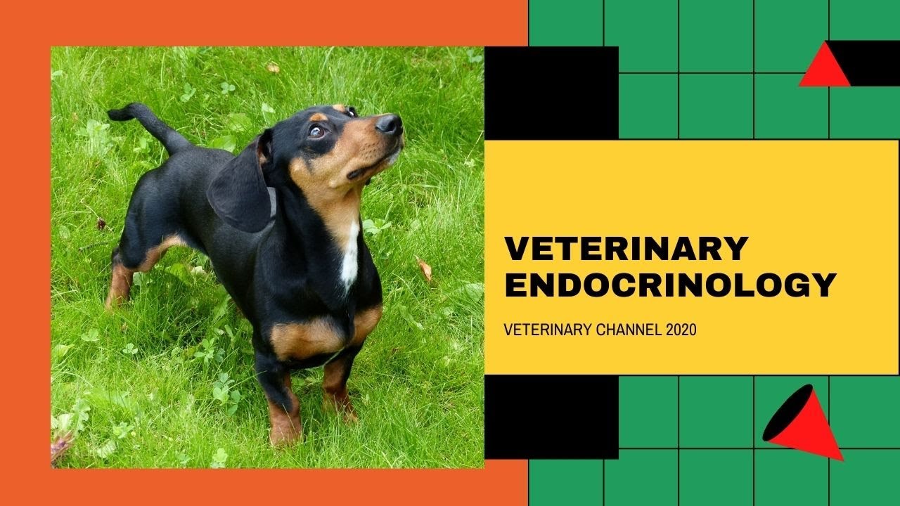 How To Diagnose Hypothyroidism In Dogs | The Diagnosis Of Canine Hypothyroidism