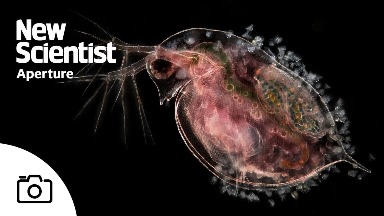 The microscopic beauty of plankton – and their predators
