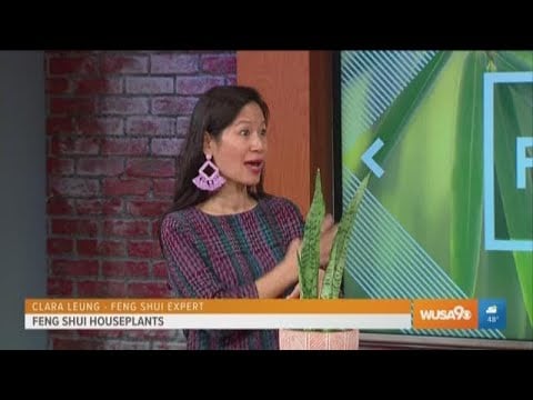 How to incorporate plant Feng Shui into your home