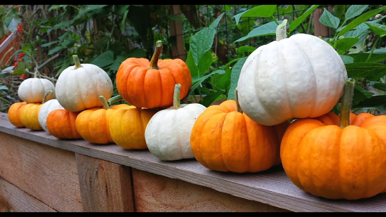 Pumpkin Harvest! Jack Be Little Pumpkins!