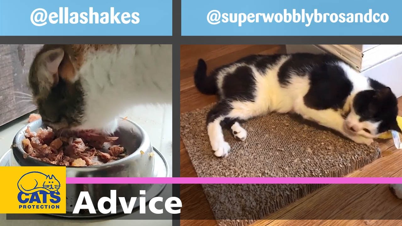 Purrfectly Imperfect | Caring for a cat with Cerebellar Hypoplasia