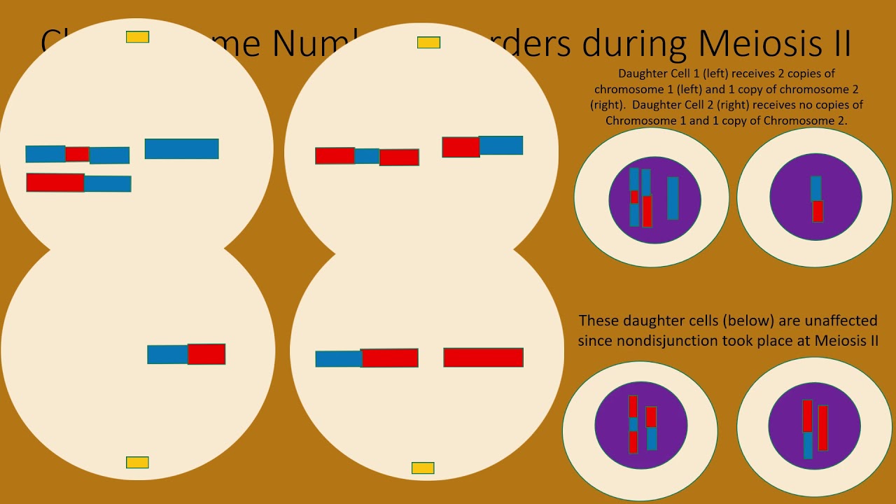 13.2 - Chromosomal Disorders