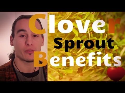 The Therapeutic Benefits of Clover Sprouts