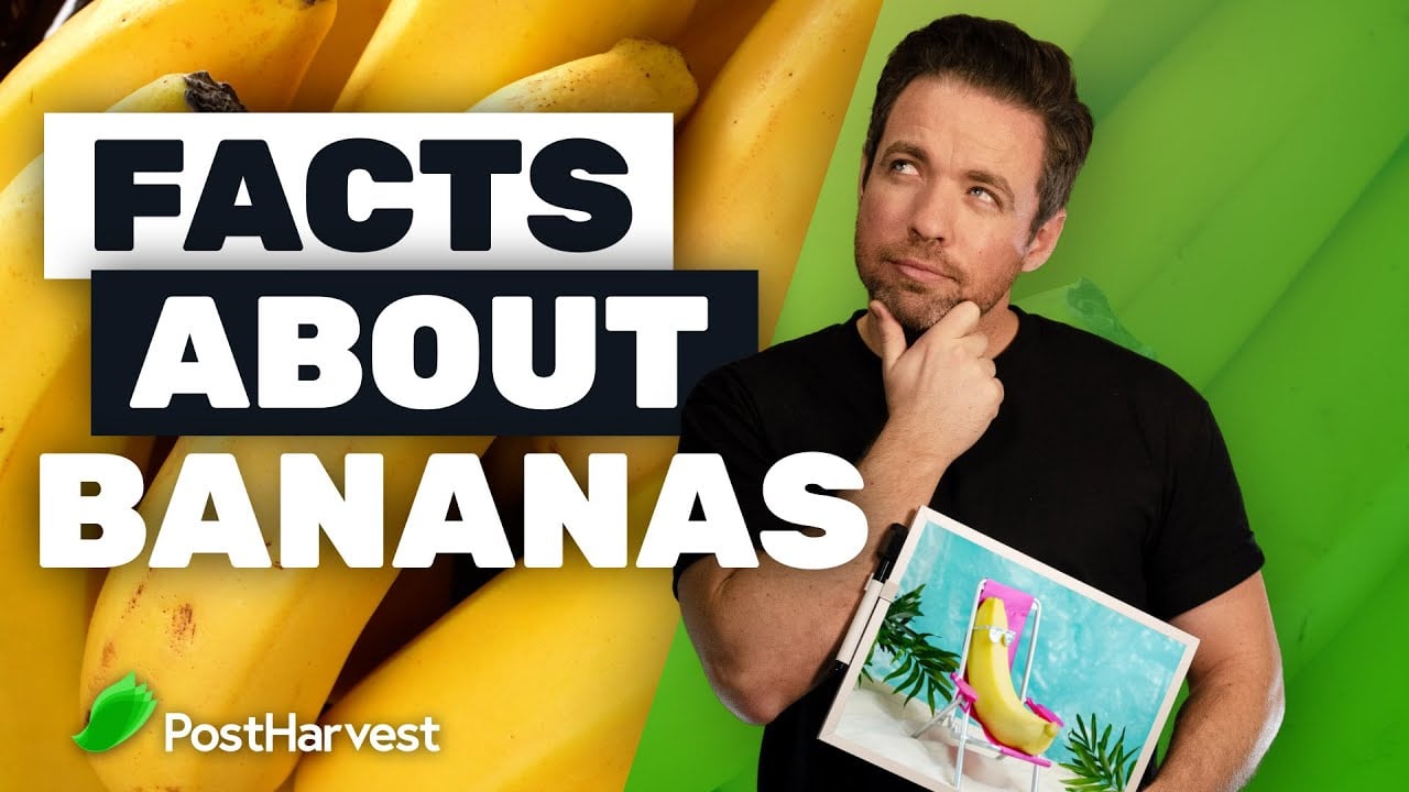 Facts About Bananas