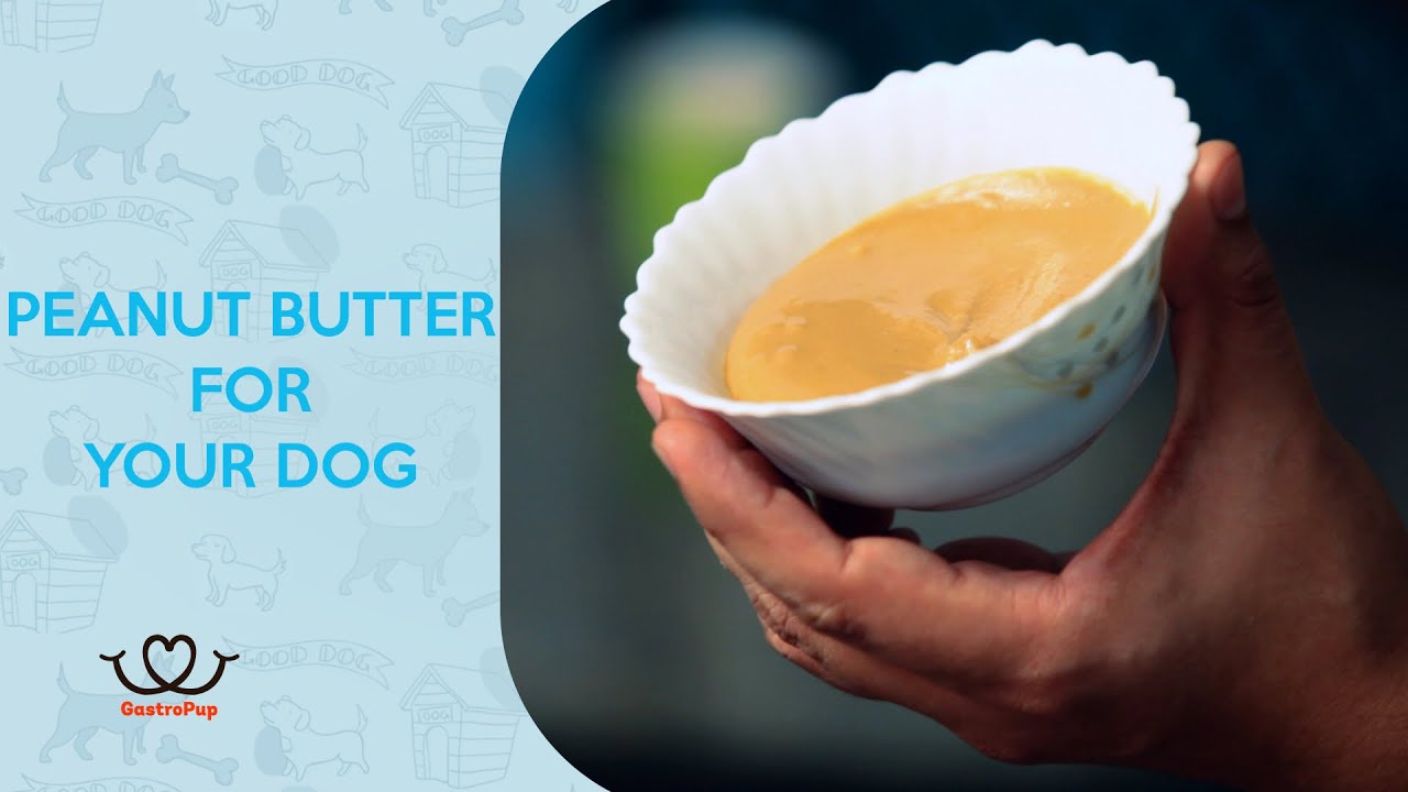 How To Make Peanut Butter For Your Dog || Pet Friendly Desserts || GastroPup