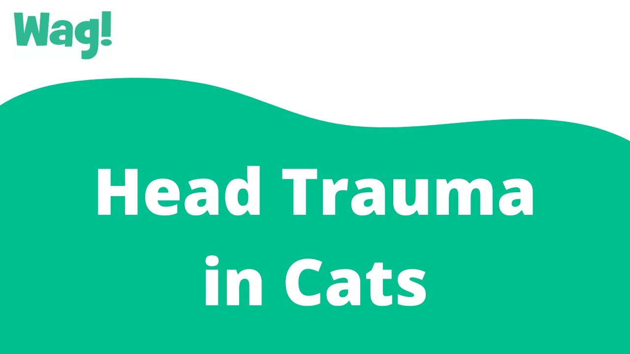 Head Trauma in Cats | Wag!