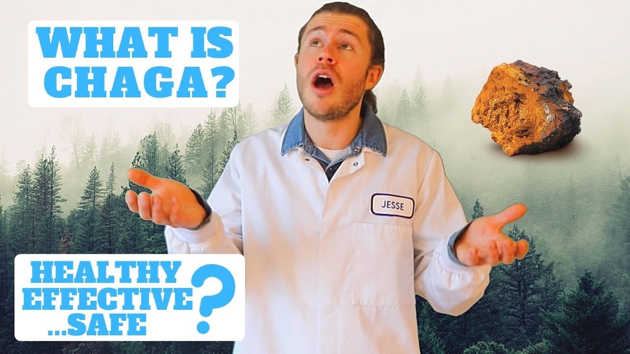Chaga Mushroom | The Ultimate Superfood?
