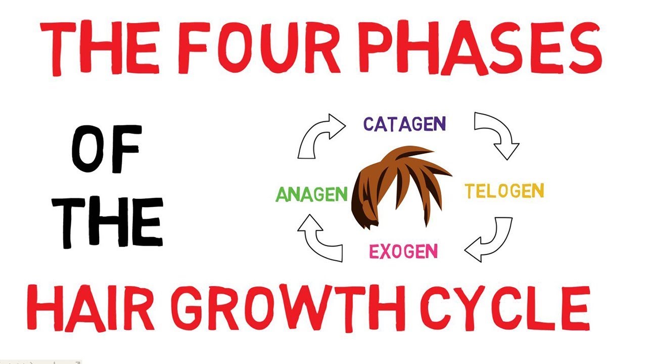 Understanding The Hair Growth Cycle | Adam Explains