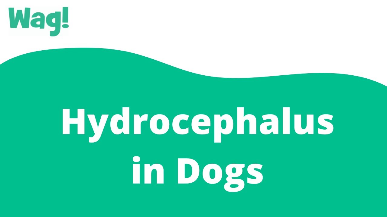 Hydrocephalus in Dogs | Wag!