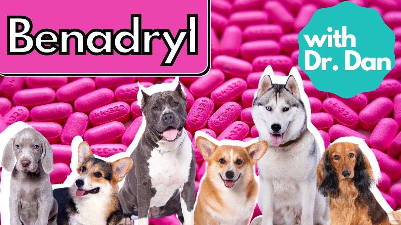 Benadryl For Dogs?  Dr. Dan Explains