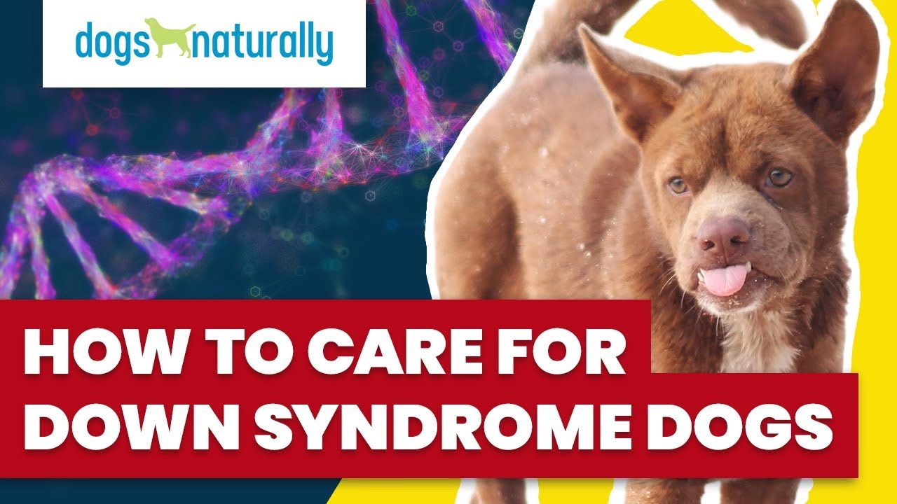 How to Care for a Down Syndrome Dog