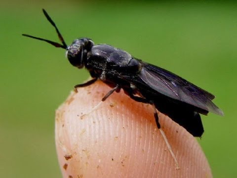 Big black flies on the attack