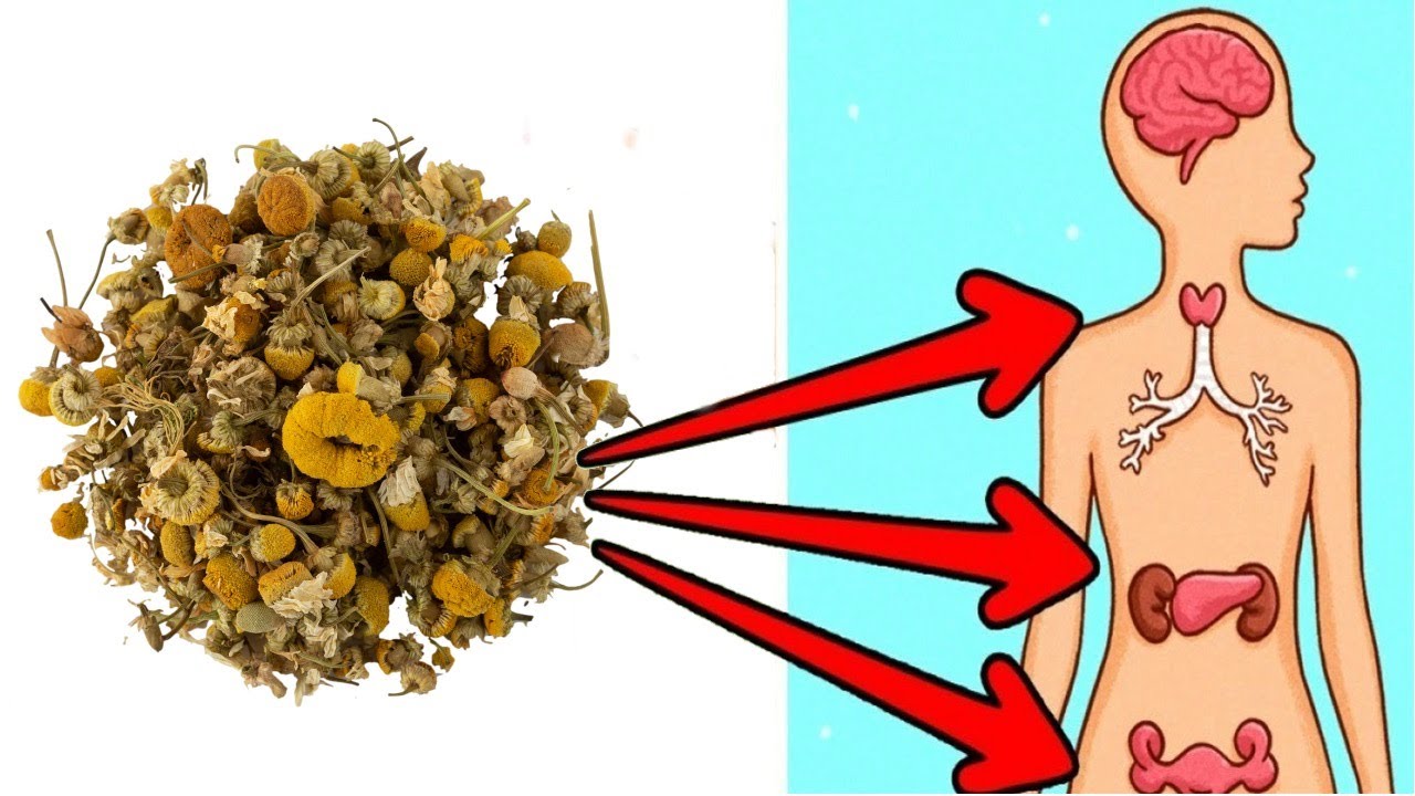 Brilliant Ways to Use Chamomile Flowers And Reap The Benefits