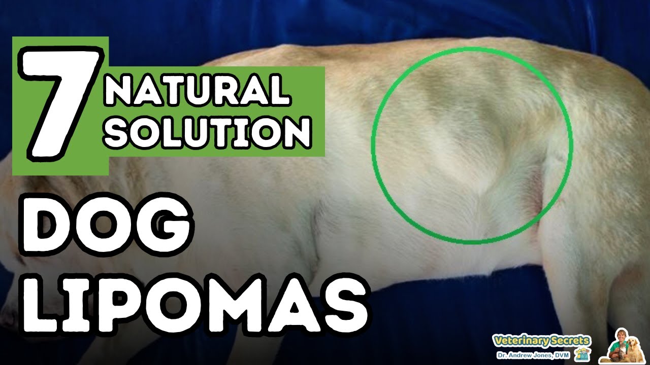 Dog Fatty Tumors: How to Tell and Treat Lipomas At Home