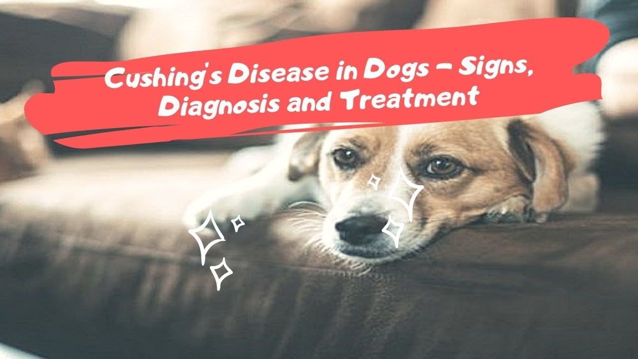 Cushing's Disease in Dogs - Signs, Diagnosis and Treatment