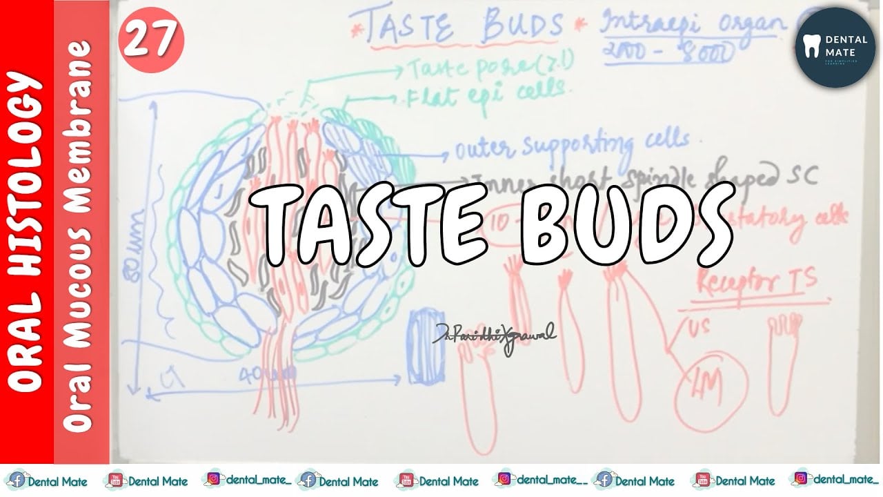 Taste Buds | OMM | Dr Paridhi Agrawal