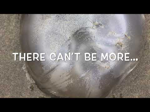 Nature Notes: Moon Jellies