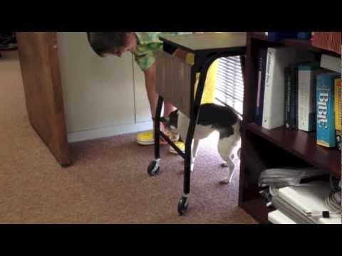 What Canine Cognitive Dysfunction Can Look Like