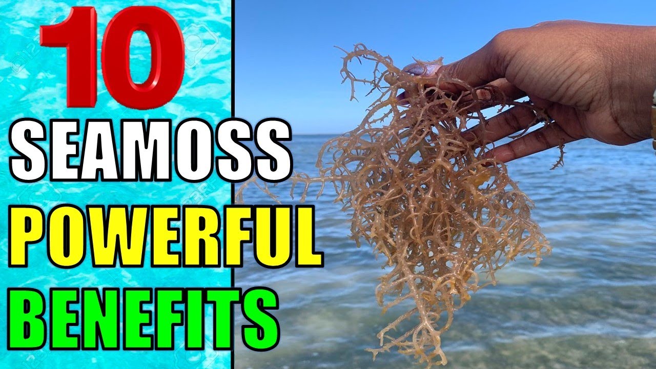 SEAMOSS: 10 Surprising Health Benefits and Uses of Sea Moss for Men & Women