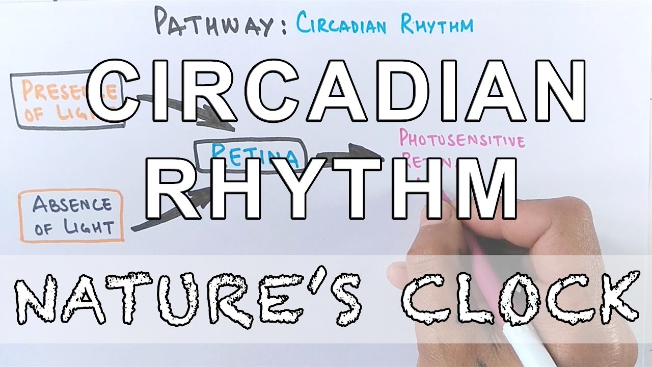 Circadian Rhythm | Pathway of Biological Clock