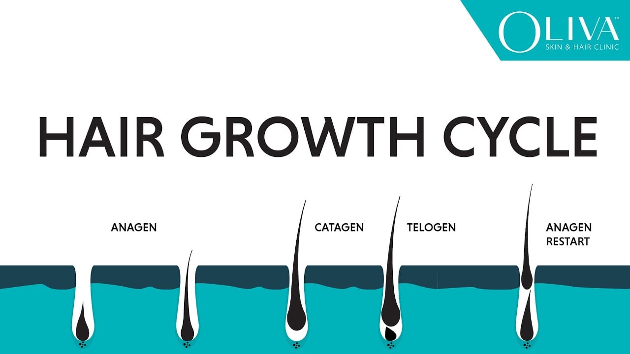 Natural Hair Growth Cycle: Explainer Video On Anagen, Catagen & Telogen Phases