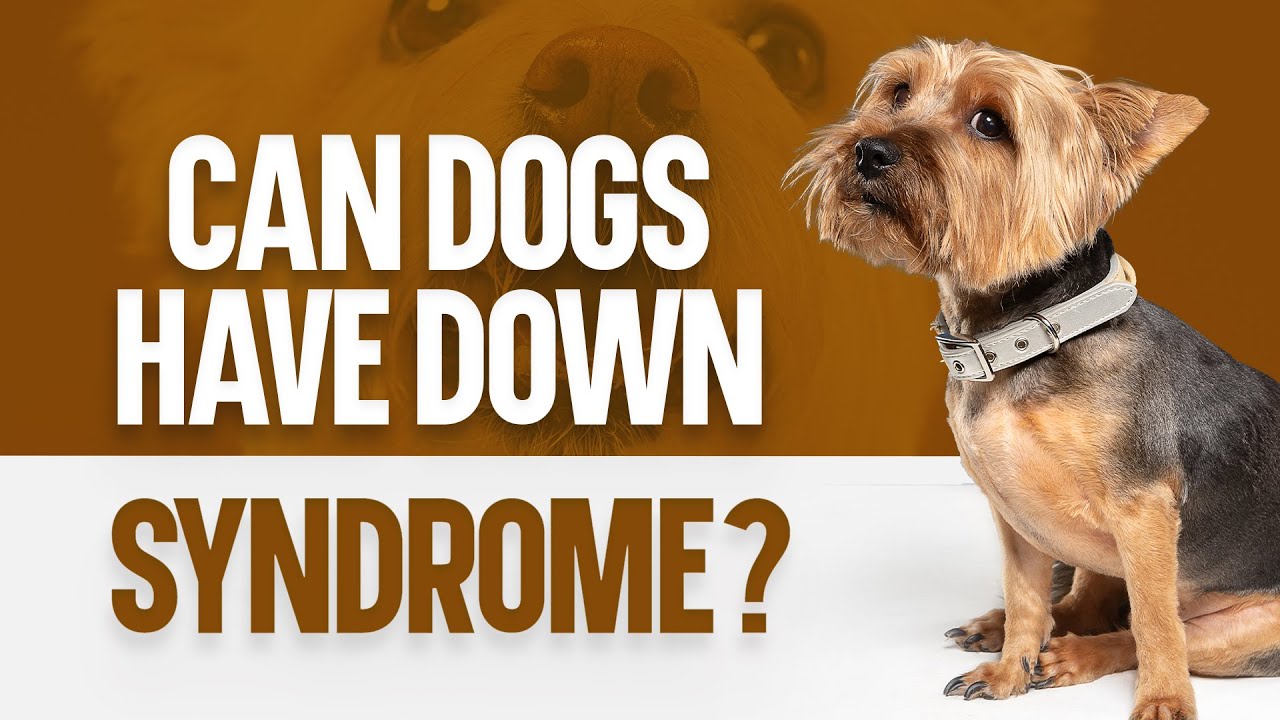 Can Dogs Have Down Syndrome?