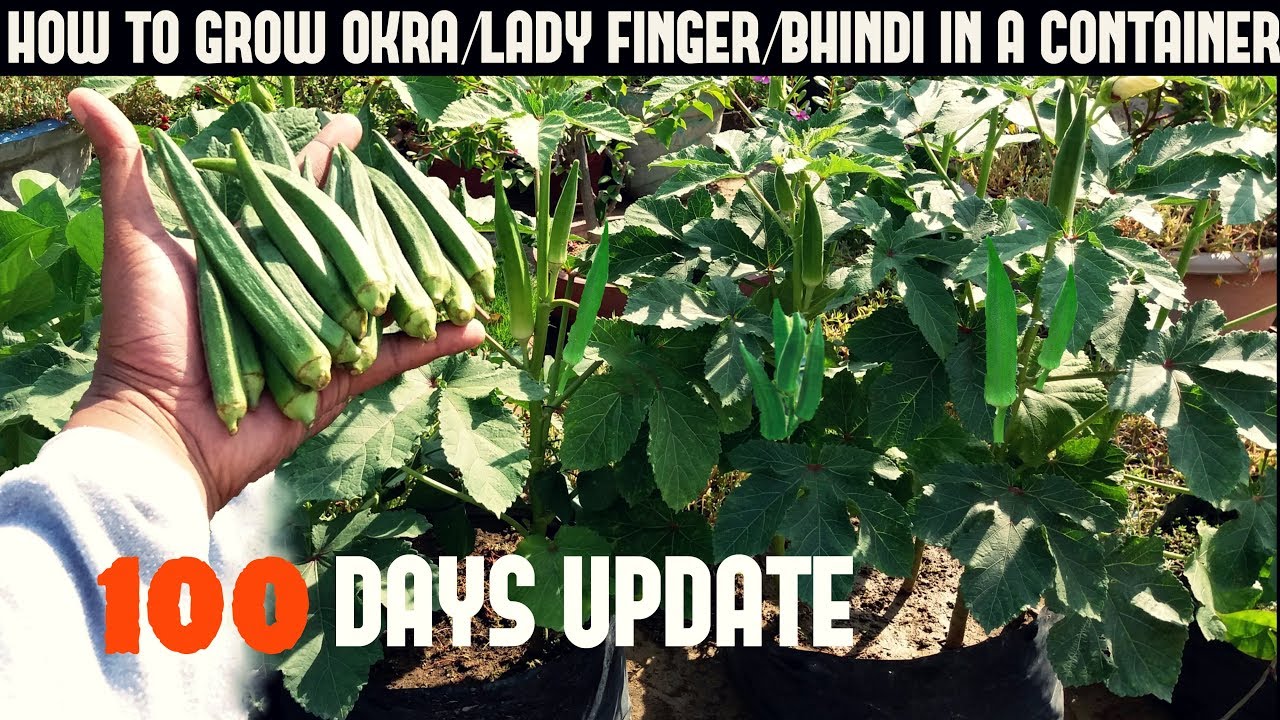 How To Grow Okra/Lady Finger/Bhindi in Pot (With 100 Days Update)