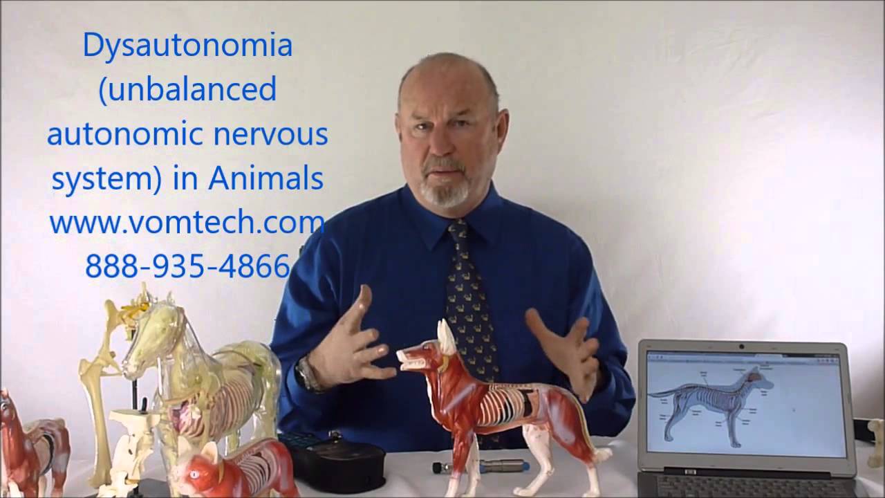 What is Dysautonomia in Animals?