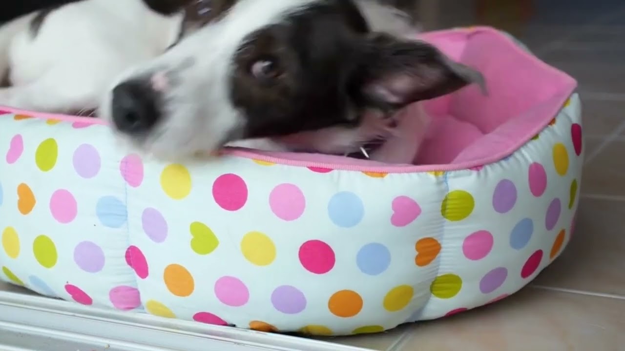 How to Care for a Down Syndrome Dog: A Comprehensive Guide
