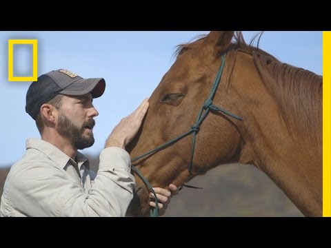 Horses Help Heal Veterans' Invisible Wounds | National Geographic
