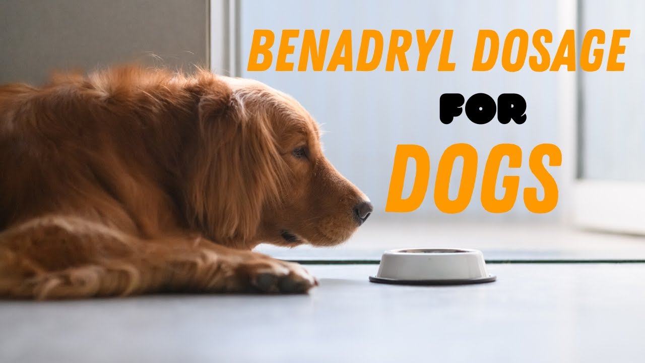 Benadryl Dosage For Dogs Guide