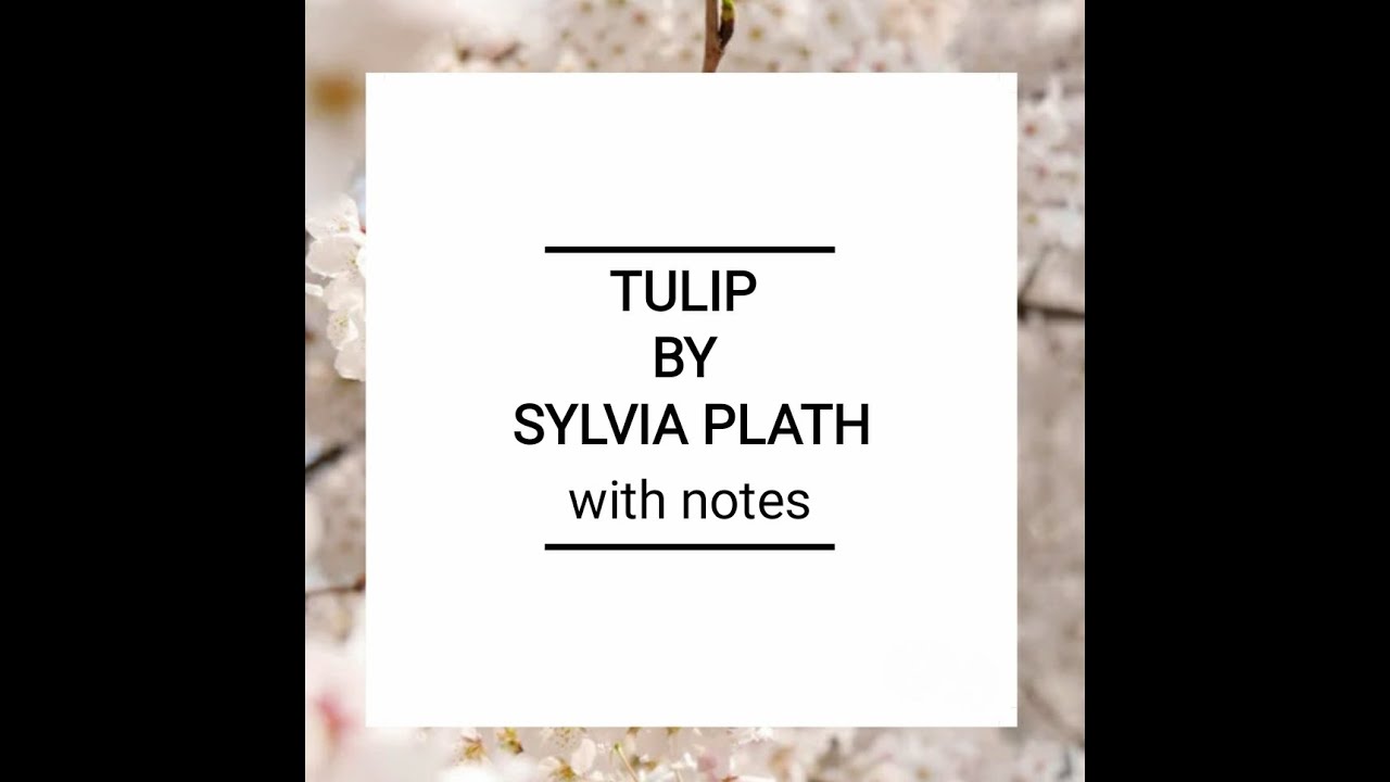 Tulip by Sylvia Plath line by line explanation  in hindi/english, summary, analysis with notes