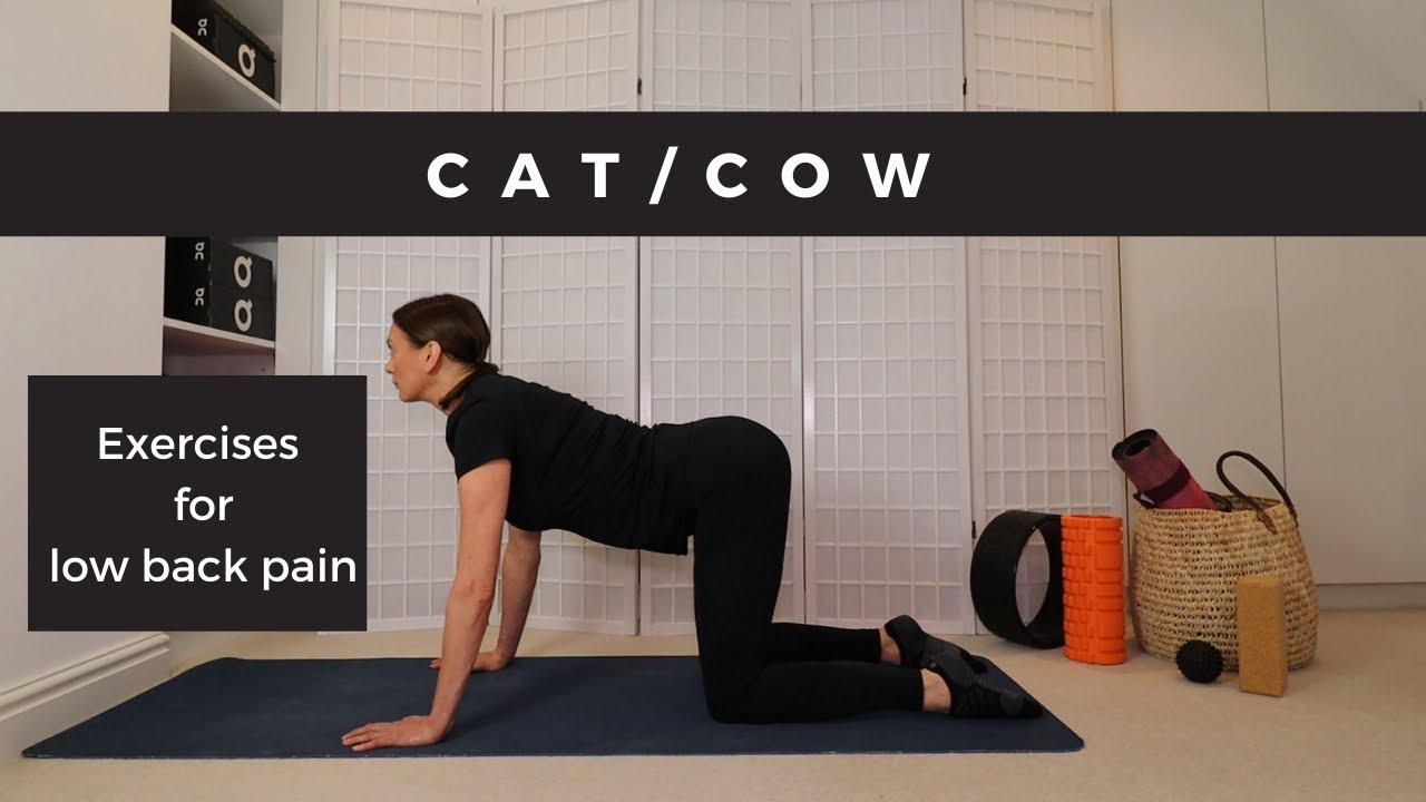 Cat cow exercises for low back pain