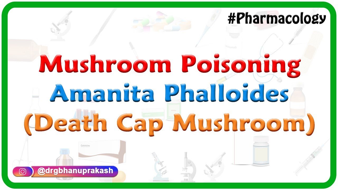 Mushroom Poisoning Amanita phalloides (death cap mushroom)- Fmge and Neet pg Pharmacology