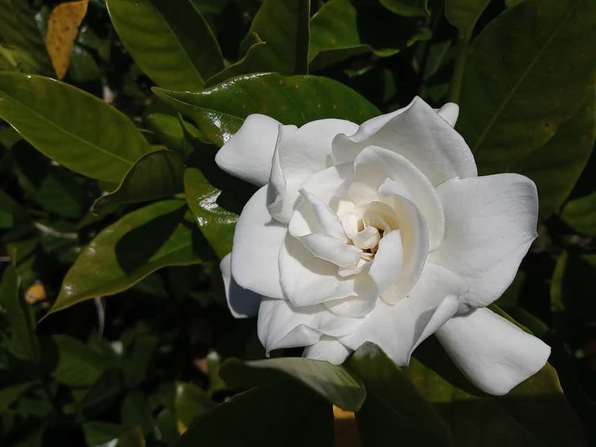 Top 8 Uses & Benefits Of Gardenia Essential Oil