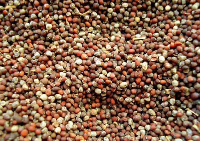 Mustard seeds