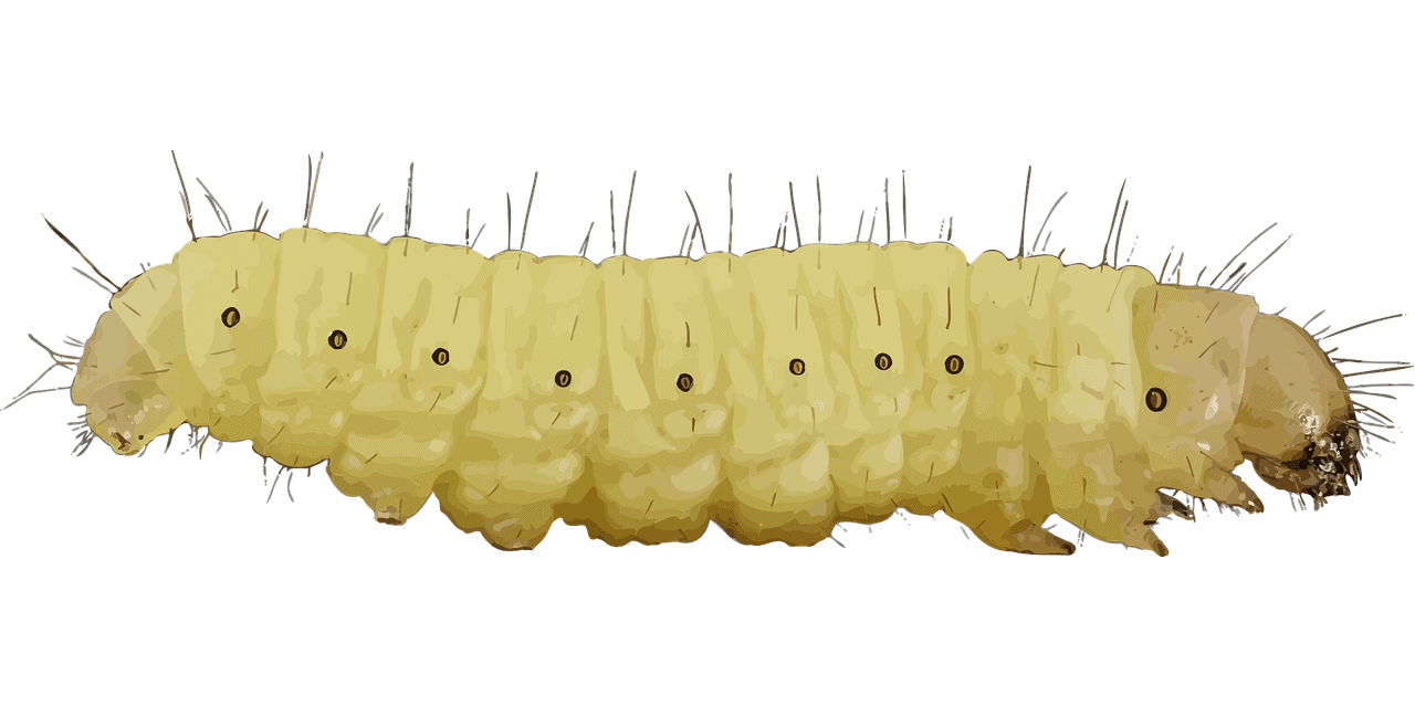 A Guide To Human Skin Parasites - 3 Useful Tests