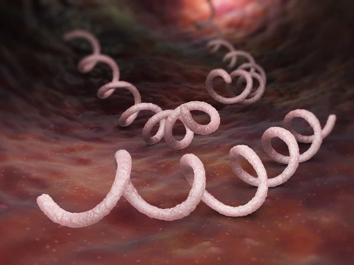 Syphilis bacterium remains latent in the body